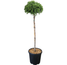Chamaecyparis pisifera als Kugelbaum im Topf
