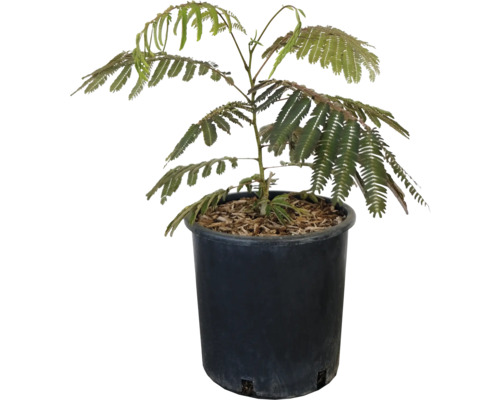 Seidenbaum FloraSelf Albizia julibrissin H 40-60 cm Co 7 L Seidenbaum im Topf