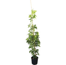 Feldahorn als Spalierbaum in einem schwarzen Pflanztopf