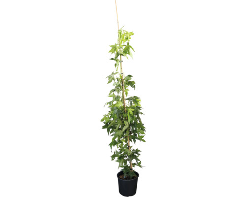 Feldahorn als Spalierbaum in einem schwarzen Pflanztopf