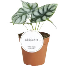 Alocasia Zimmerpflanze im Topf