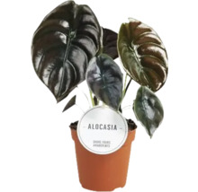 Alocasia Zimmerpflanze im Topf