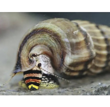 Turmschnecke im Nahaufnahme