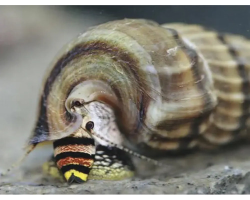 Turmschnecke im Nahaufnahme