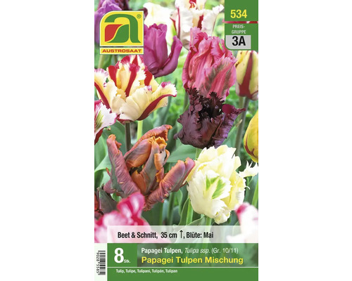 Blumenzwiebel Tulpe 'Foxy Foxtrot' 8 Stk