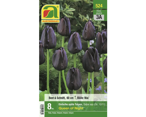 Blumenzwiebel Tulpe 'Queen of Night' 8 Stk