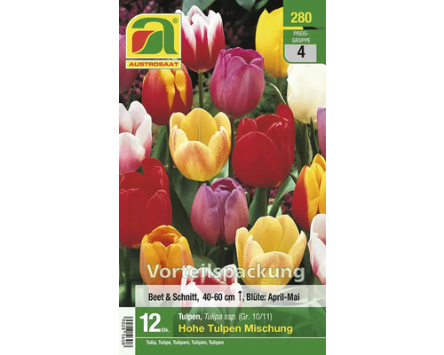 Blumenzwiebel Tulpe 'Hohe Tulpen Mischung' 12 Stk