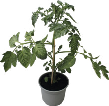 Tomatenpflanze im Topf