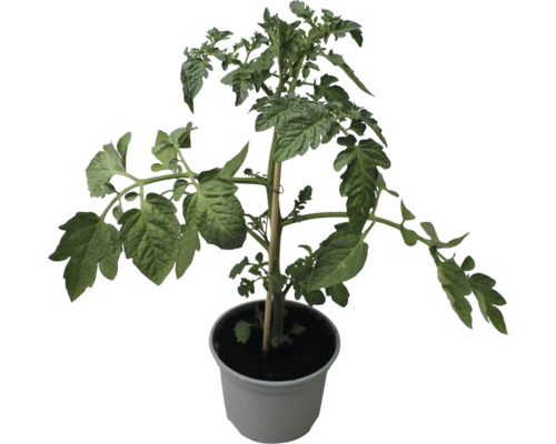 Tomatenpflanze im Topf