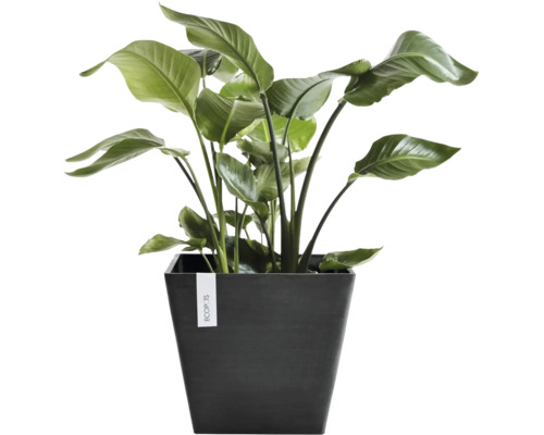 Zimmerpflanze mit großen Blättern in einem dunklen quadratischen Ecopots Pflanzgefäß.