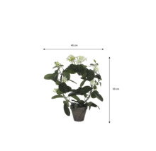 Kranzschlinge Stephanotis floribunda am Bogen im Topf, Breite 40 Zentimeter, Höhe 50 Zentimeter.