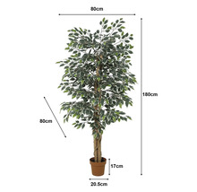 Künstlicher Ficus im Topf, Höhe 180 Zentimeter, Breite und Tiefe 80 Zentimeter, gemusterte Blätter, Topfhöhe 17 Zentimeter.