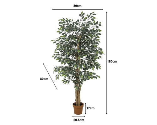 Künstlicher Ficus im Topf, Höhe 180 Zentimeter, Breite und Tiefe 80 Zentimeter, gemusterte Blätter, Topfhöhe 17 Zentimeter.
