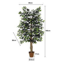 Künstlicher Ficus: Höhe 180 Zentimeter, Breite 80 Zentimeter, Tiefe 80 Zentimeter, Topf 17 Zentimeter hoch, Durchmesser 20,5 Zentimeter.