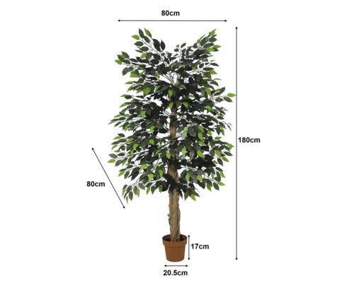 Künstlicher Ficus: Höhe 180 Zentimeter, Breite 80 Zentimeter, Tiefe 80 Zentimeter, Topf 17 Zentimeter hoch, Durchmesser 20,5 Zentimeter.