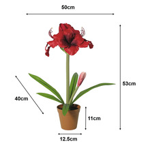 Künstliche Amaryllis im Topf: Höhe 53 Zentimeter, Breite 50 Zentimeter, Topf 11 mal 12,5 Zentimeter, Blätter 40 Zentimeter.