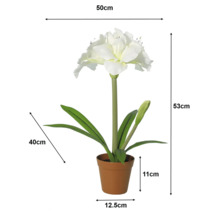 Weiße Amaryllis Kunstpflanze im Topf mit Maßen: Höhe 53 Zentimeter, Breite 50 Zentimeter, Topf 11 Zentimeter hoch und 12,5 Zentimeter breit.