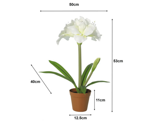 Weiße Amaryllis Kunstpflanze im Topf mit Maßen: Höhe 53 Zentimeter, Breite 50 Zentimeter, Topf 11 Zentimeter hoch und 12,5 Zentimeter breit.